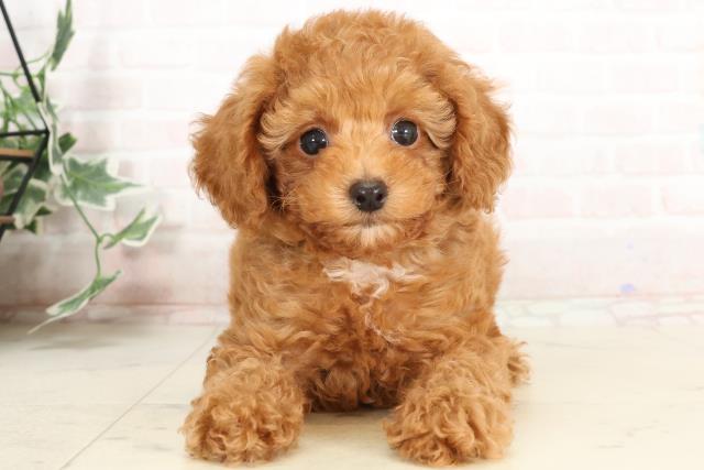 福岡県のトイプードル(トイ) (Coo&RIKU行橋店/2025年3月31日生まれ/男の子/アプリコット)の子犬