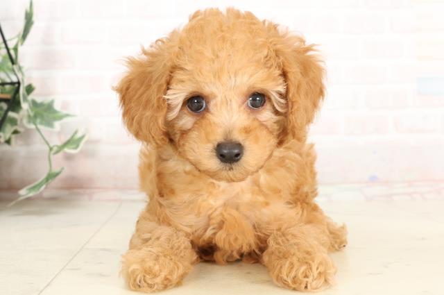 福岡県のトイプードル(トイ) (Coo&RIKU黒崎店/2025年3月31日生まれ/男の子/アプリコット)の子犬