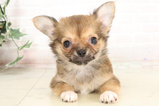福岡県のチワワ(ロング) (Coo&RIKU筑後店/2025年3月31日生まれ/女の子/フォーンホワイト)の子犬