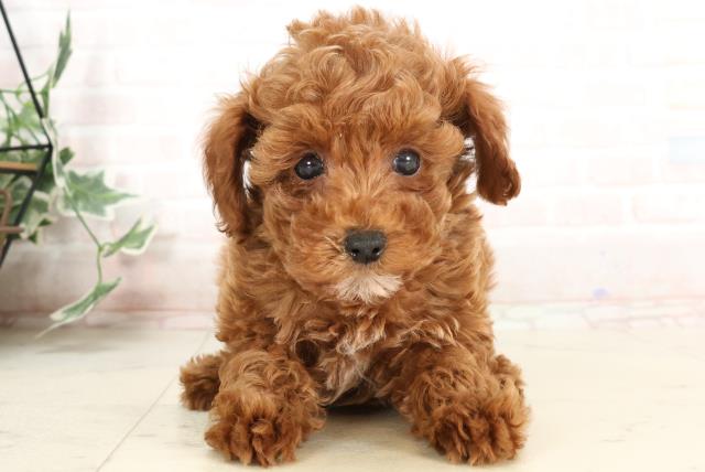 熊本県のトイプードル(トイ) (Coo&RIKU熊本店/2025年4月1日生まれ/男の子/レッド)の子犬