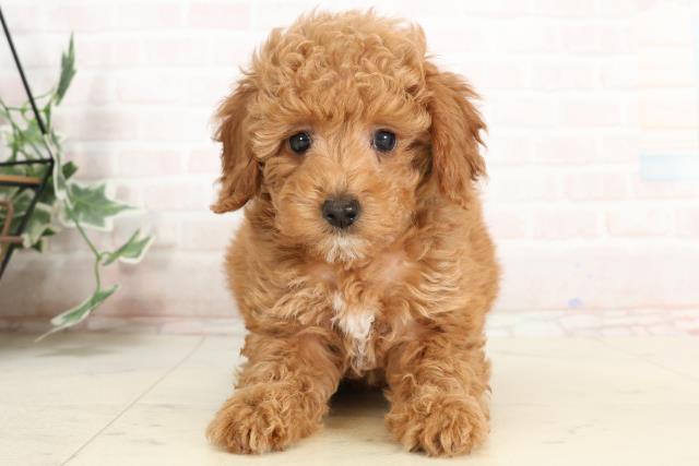 福岡県のトイプードル(トイ) (Coo&RIKU筑後店/2025年4月1日生まれ/女の子/レッド)の子犬