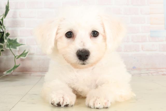 福岡県のビションフリーゼ (Coo&RIKU行橋店/2025年4月1日生まれ/男の子/ホワイト)の子犬