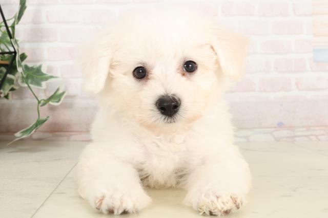 熊本県のビションフリーゼ (Coo&RIKU熊本店/2025年4月1日生まれ/男の子/ホワイト)の子犬