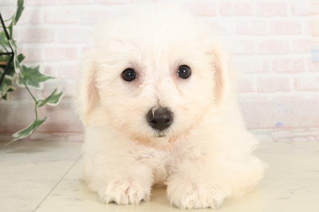 福岡県のビションフリーゼ (Coo&RIKUゆめタウン飯塚店/2025年4月1日生まれ/女の子/ホワイト)の子犬