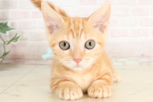 福岡県のマンチカン (Coo&RIKUフォレストシティ春日店/2025年3月1日生まれ/男の子/レッドタビー)の子猫