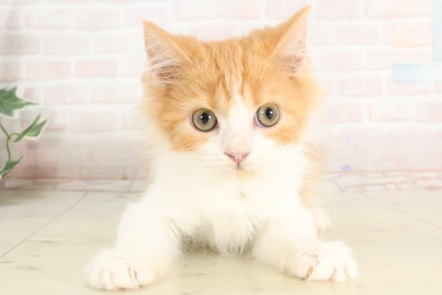 福岡県のラガマフィン (Coo&RIKU大牟田店/2025年2月4日生まれ/女の子/レッドタビーホワイト)の子猫