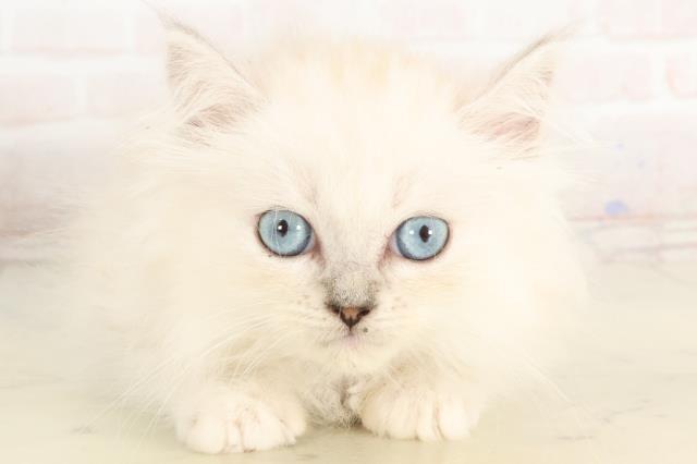 福岡県のサイベリアン (Coo&RIKU大牟田店/2025年3月18日生まれ/女の子/ブルーリンクスポイント)の子猫