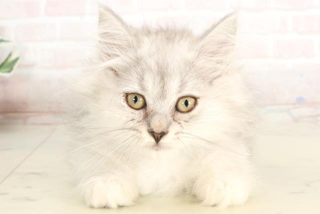 鹿児島県のミヌエット (Coo&RIKU霧島店/2025年3月18日生まれ/男の子/チンチラシルバー)の子猫