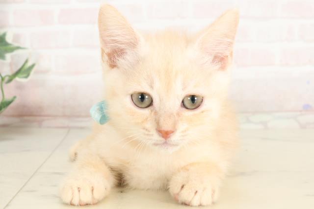 福岡県のマンチカン (Coo&RIKU行橋店/2025年3月7日生まれ/男の子/クリームタビー)の子猫