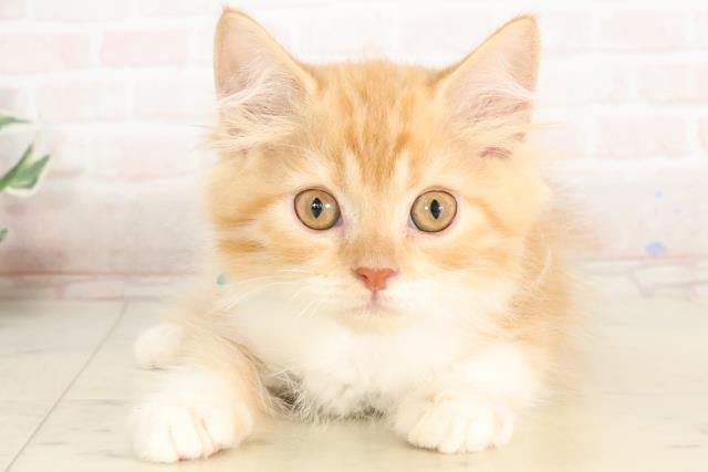 福岡県のラガマフィン (Coo&RIKU筑後店/2025年2月23日生まれ/男の子/レッドタビーホワイト)の子猫