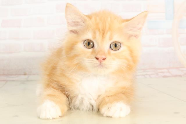 福岡県のラガマフィン (Coo&RIKU小倉店/2025年2月23日生まれ/男の子/レッドタビーホワイト)の子猫