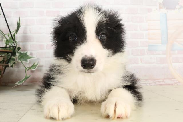 宮崎県のボーダーコリー (Coo&RIKU宮崎店/2025年3月31日生まれ/男の子/ブラックホワイト)の子犬