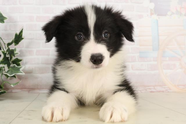 熊本県のボーダーコリー (Coo&RIKUカリーノ玉名店/2025年3月31日生まれ/女の子/ブラックホワイト)の子犬