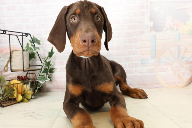 福岡県のドーベルマン (Coo&RIKU福岡東店/2025年3月19日生まれ/男の子/チョコレートタン)の子犬