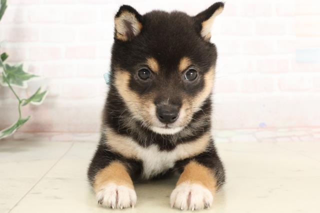 鹿児島県の豆柴 (Coo&RIKU霧島店/2025年3月29日生まれ/男の子/黒)の子犬