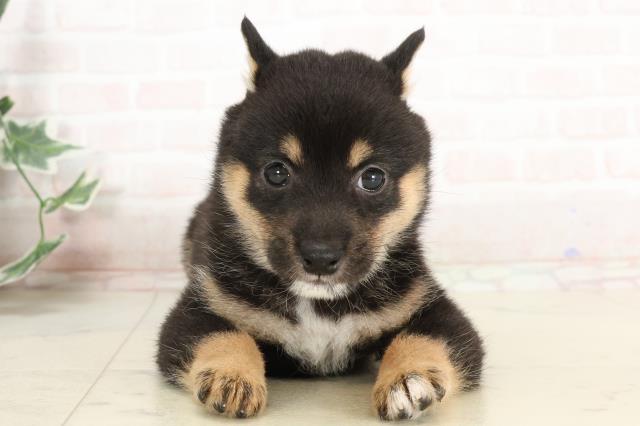 福岡県の豆柴 (Coo&RIKU福岡東店/2025年3月29日生まれ/女の子/黒)の子犬
