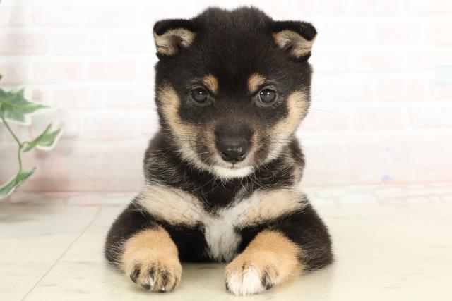 福岡県の豆柴 (Coo&RIKU福岡古賀店/2025年3月29日生まれ/女の子/黒)の子犬