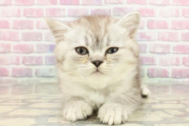 東京都のマンチカン (Coo&RIKU吉祥寺店/2025年3月31日生まれ/男の子/シルバータビー)の子猫