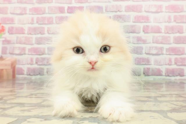 東京都のスコティッシュフォールド (Coo&RIKU福生店/2025年4月1日生まれ/男の子/クリームホワイト)の子猫