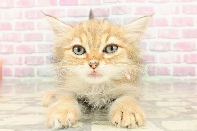 栃木県のマンチカン (Coo&RIKU小山店/2025年3月31日生まれ/女の子/ブラウンタビー)の子猫