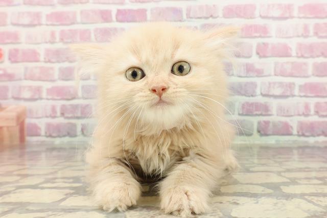 栃木県のラガマフィン (Coo&RIKU小山店/2025年3月30日生まれ/女の子/クリームタビー)の子猫
