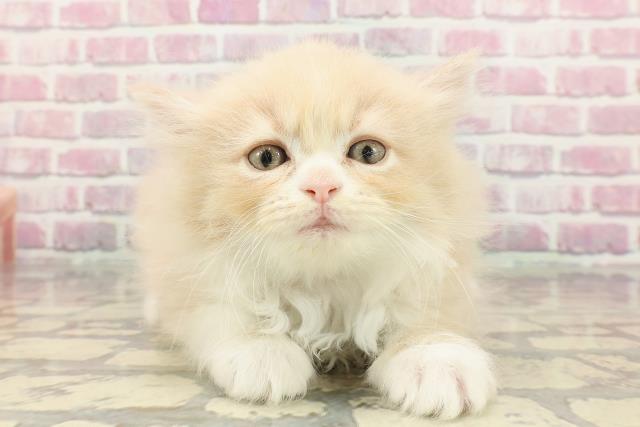 東京都のラガマフィン (Coo&RIKU浅草店/2025年3月30日生まれ/女の子/クリームタビーホワイト)の子猫