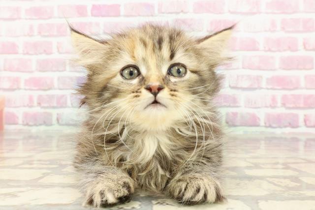 東京都のラガマフィン (Coo&RIKU立川店/2025年3月30日生まれ/女の子/ブラウンパッチドタビー)の子猫