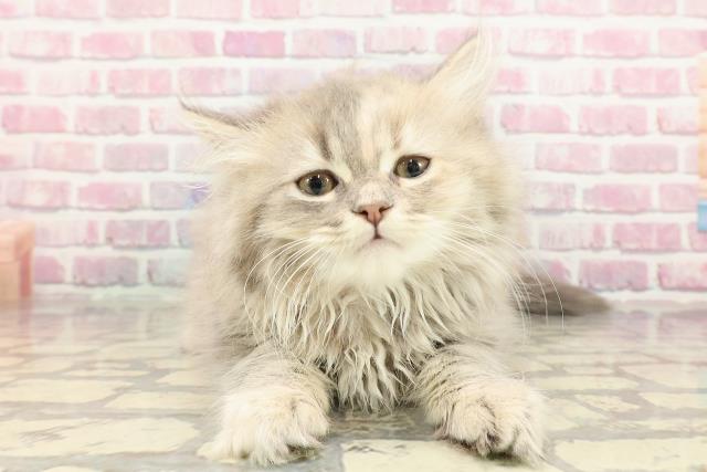 東京都のラガマフィン (Coo&RIKU下北沢店/2025年3月20日生まれ/女の子/ブルーパッチドタビー)の子猫