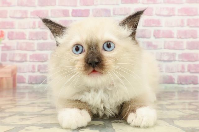 東京都のラグドール (Coo&RIKU高円寺店/2025年3月25日生まれ/女の子/シールポイントミテッド)の子猫