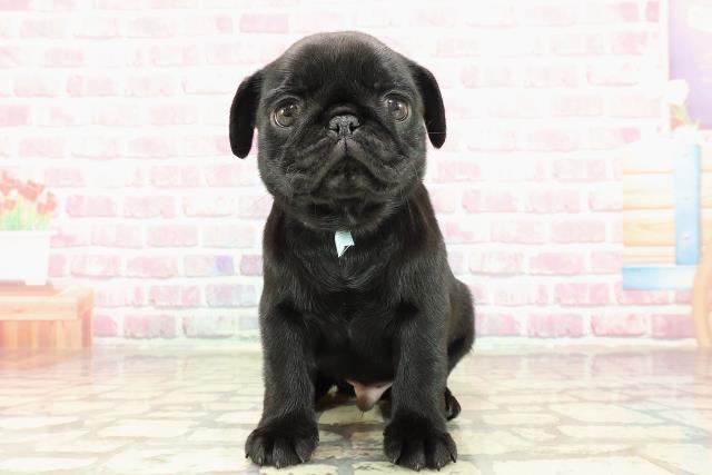 東京都のパグ (Coo&RIKU新宿三丁目店/2025年4月1日生まれ/男の子/ブラック)の子犬
