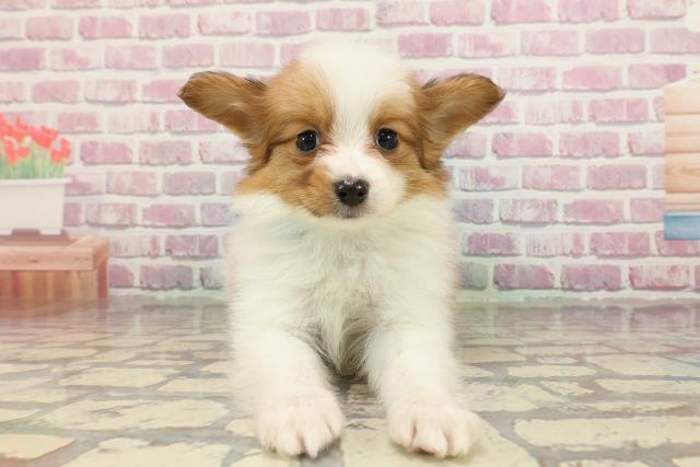 東京都のパピヨン (Coo&RIKU東久留米店/2025年3月31日生まれ/男の子/ホワイトブラウン)の子犬