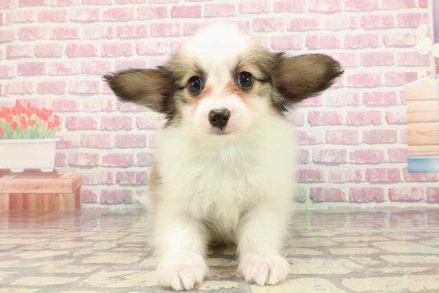 東京都のパピヨン (Coo&RIKU練馬店/2025年3月31日生まれ/男の子/ホワイトブラウン)の子犬