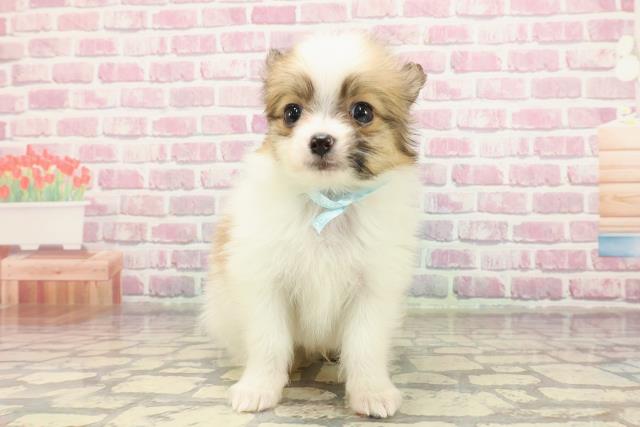 東京都のパピヨン (Coo&RIKU吉祥寺店/2025年3月31日生まれ/男の子/ホワイトブラウン)の子犬