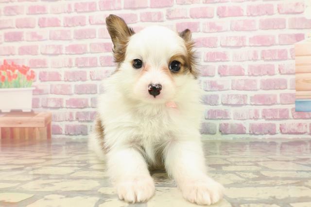 東京都のパピヨン (Coo&RIKU江戸川店/2025年3月31日生まれ/女の子/ホワイトブラウン)の子犬
