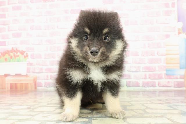 埼玉県のハーフ犬・ミックス犬 (Coo&RIKU草加バイパス店/2025年4月1日生まれ/男の子/ブラックタンホワイト)の子犬