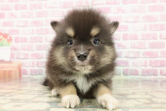 東京都のハーフ犬・ミックス犬 (Coo&RIKU東久留米店/2025年4月1日生まれ/男の子/ブラックタンホワイト)の子犬