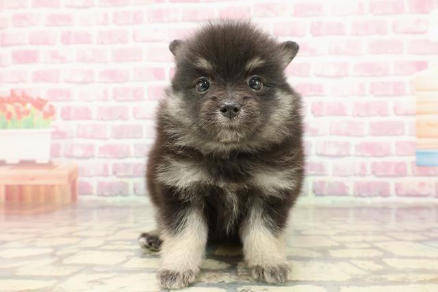埼玉県のハーフ犬・ミックス犬 (Coo&RIKU春日部店/2025年4月1日生まれ/女の子/ブラックタンホワイト)の子犬