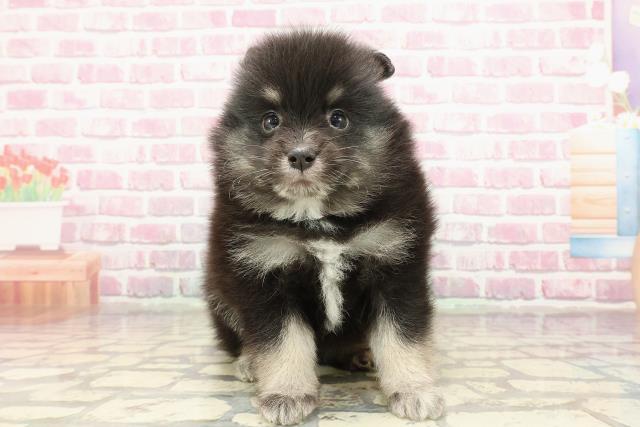 埼玉県のハーフ犬・ミックス犬 (Coo&RIKUアニマルケアセンター大宮/2025年4月1日生まれ/女の子/ブラックタンホワイト)の子犬