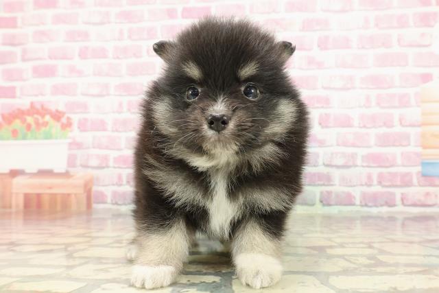 神奈川県のハーフ犬・ミックス犬 (Coo&RIKU小田原店/2025年4月1日生まれ/女の子/ブラックタンホワイト)の子犬