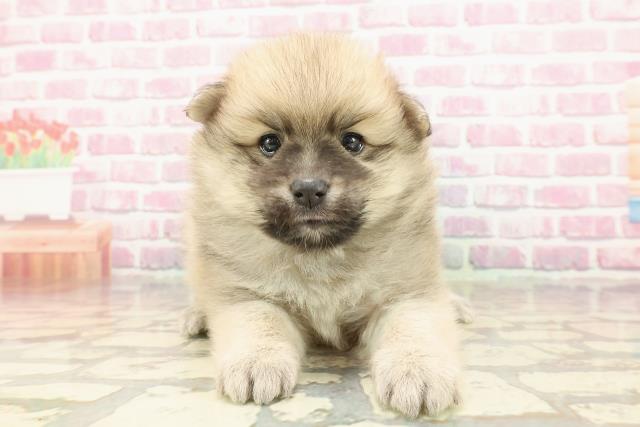 東京都のハーフ犬・ミックス犬 (Coo&RIKU足立本店/2025年4月2日生まれ/男の子/オレンジ)の子犬