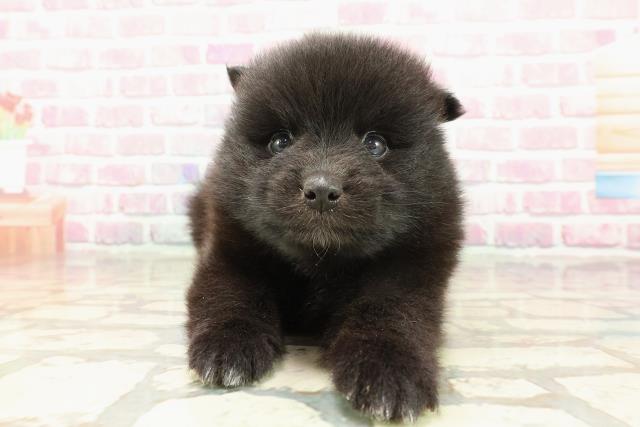 東京都のハーフ犬・ミックス犬 (Coo&RIKU東久留米店/2025年4月2日生まれ/男の子/ブラックホワイト)の子犬