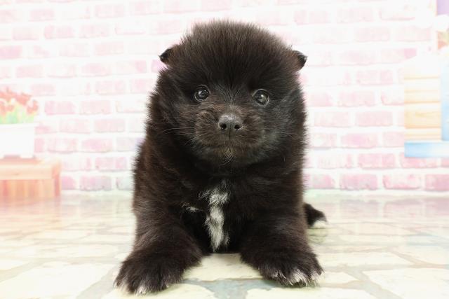 茨城県のハーフ犬・ミックス犬 (Coo&RIKU石岡店/2025年4月2日生まれ/男の子/ブラックホワイト)の子犬