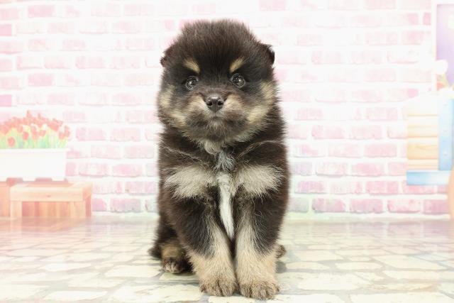 東京都のハーフ犬・ミックス犬 (Coo&RIKU練馬店/2025年4月2日生まれ/男の子/ブラックタン)の子犬