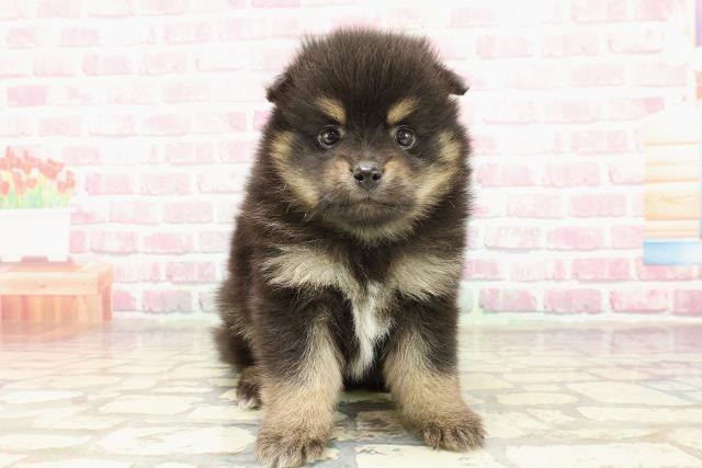 神奈川県のハーフ犬・ミックス犬 (Coo&RIKU平塚店/2025年4月2日生まれ/女の子/ブラックタン)の子犬