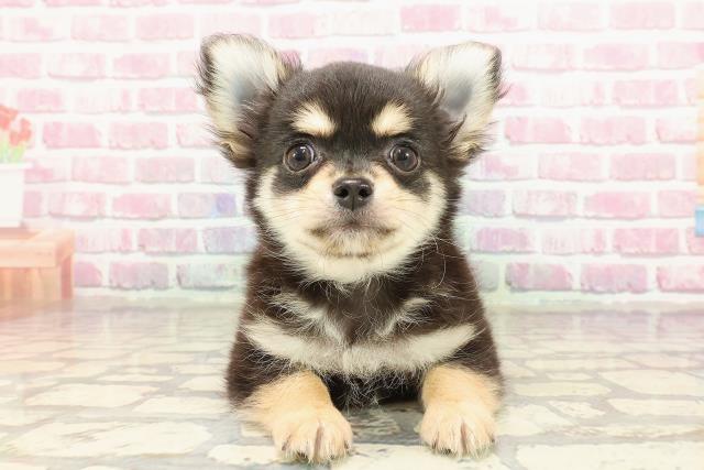 埼玉県のチワワ(ロング) (Coo&RIKU大宮店/2025年3月30日生まれ/男の子/ブラックタンホワイト)の子犬