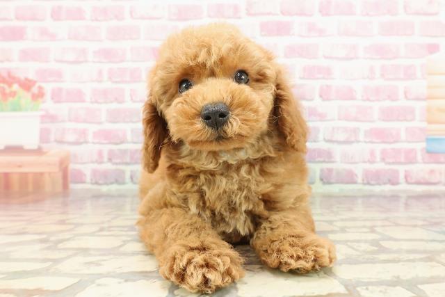 東京都のトイプードル(トイ) (Coo&RIKU自由が丘店/2025年4月2日生まれ/男の子/アプリコット)の子犬