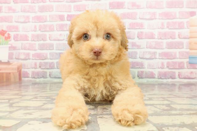 神奈川県のトイプードル(トイ) (Coo&RIKUパウ川崎店/2025年4月2日生まれ/男の子/アプリコット)の子犬
