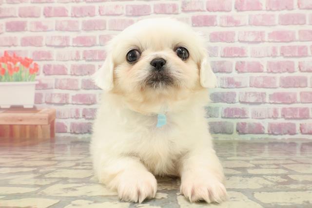 静岡県のペキニーズ (Coo&RIKU静岡SBS通り店/2025年4月1日生まれ/男の子/ホワイト)の子犬