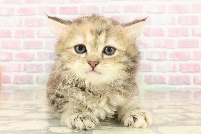 東京都のサイベリアン (Coo&RIKU大久保店/2025年4月2日生まれ/女の子/ブラウンパッチドタビー)の子猫