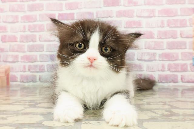 東京都のラガマフィン (Coo&RIKU池袋西口店/2025年4月2日生まれ/男の子/ブラックホワイト)の子猫